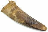 Fossil Spinosaurus Tooth - Real Dinosaur Tooth #376570-1